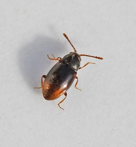 Atomaria sp.